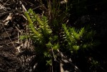 Crassula lanceolata subsp. denticulata