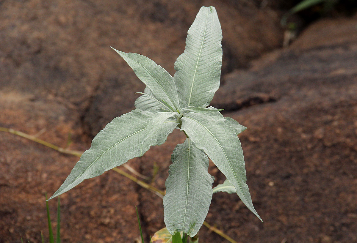 Persicaria senegalensis f. albotomentosa