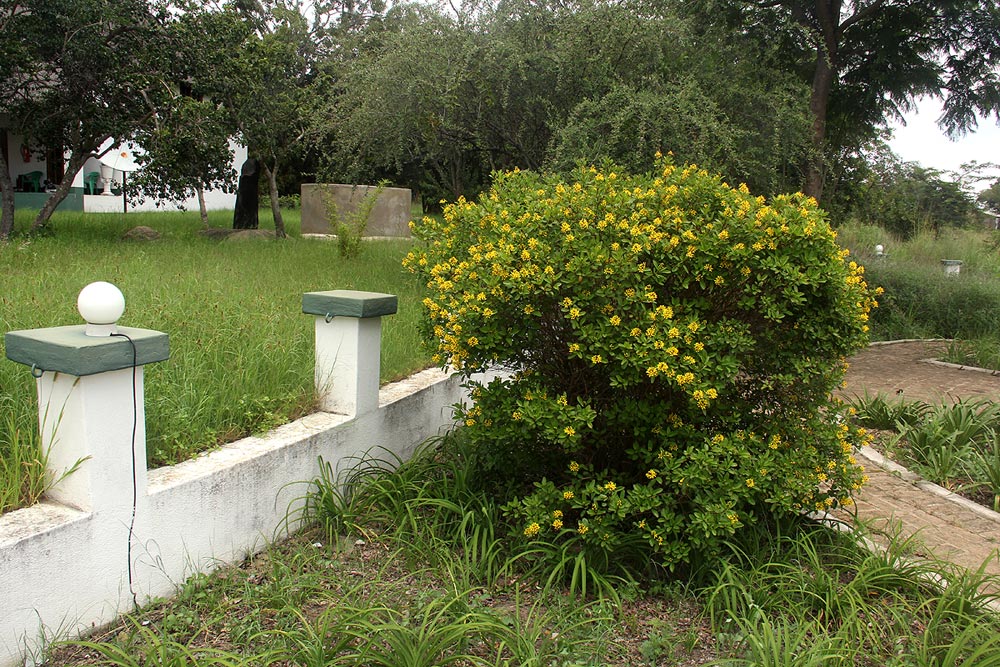 Galphimia glauca Galphimia glauca