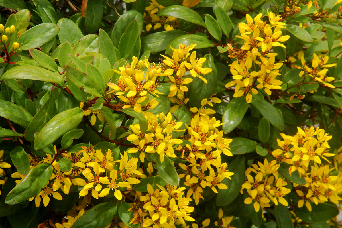 Galphimia glauca Galphimia glauca