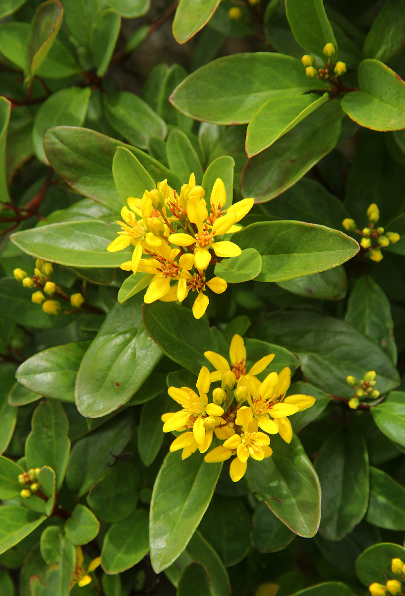 Galphimia glauca Galphimia glauca