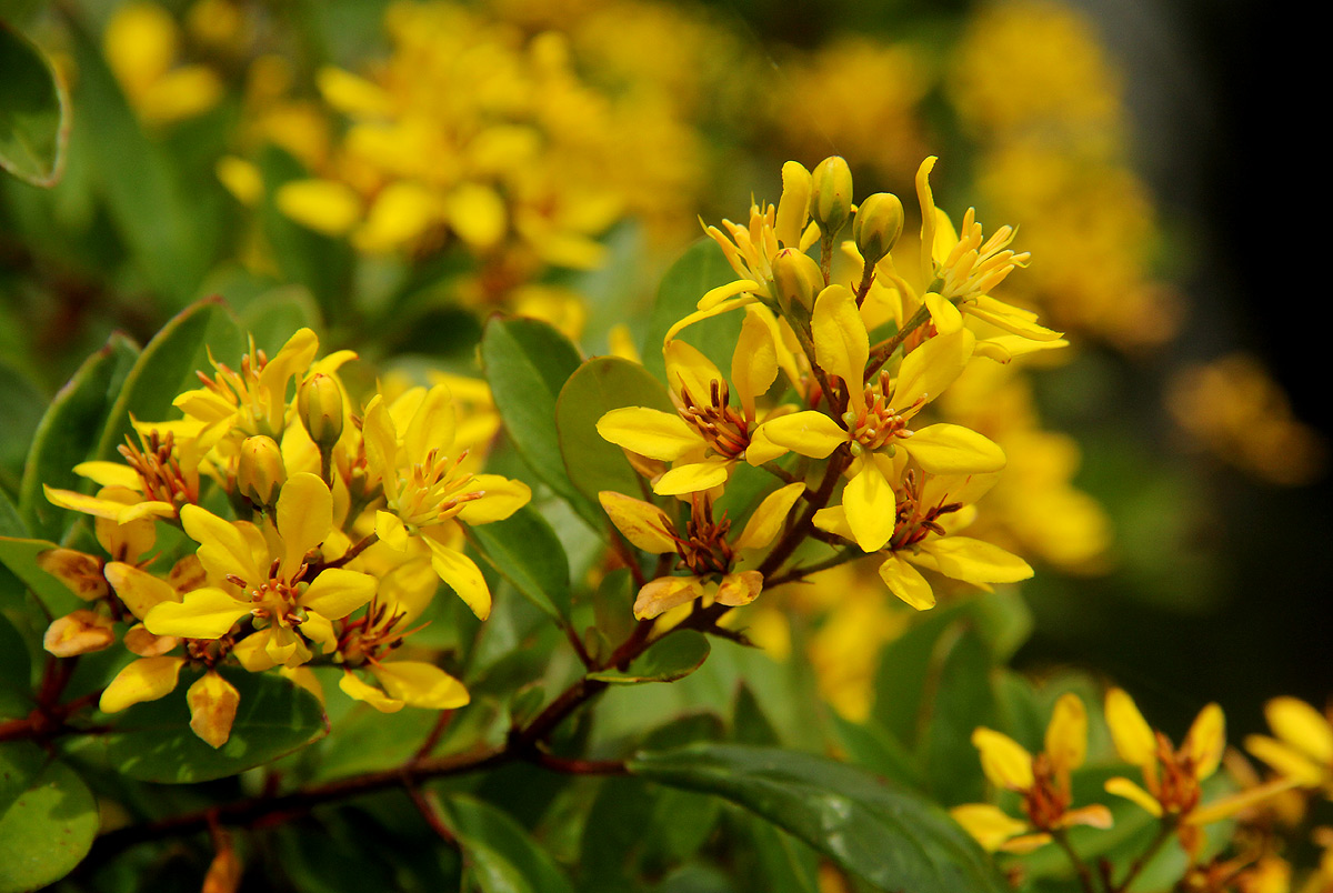 Galphimia glauca Galphimia glauca