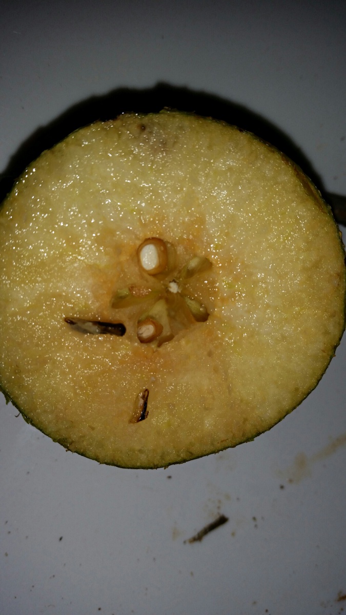 Pyrus pyrifolia Pyrus pyrifolia