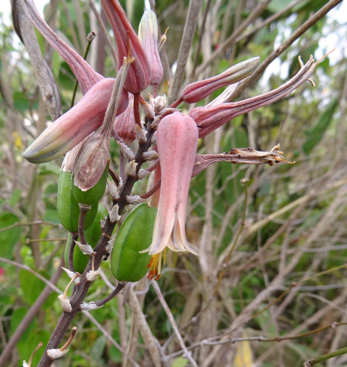 Aloe mossurilensis