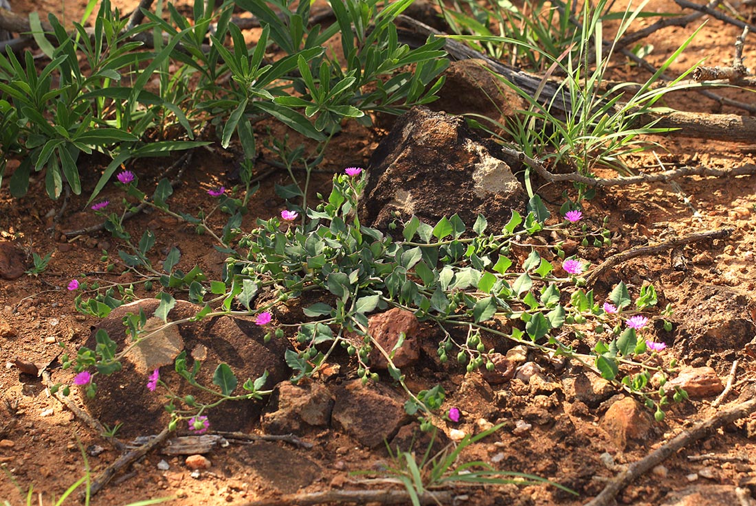 Corbichonia rubriviolacea