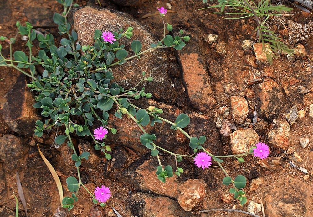 Corbichonia rubriviolacea