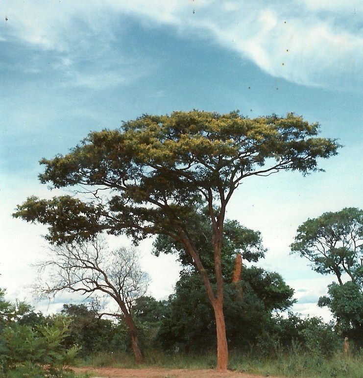 Pterocarpus tinctorius