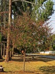 Acacia angustissima