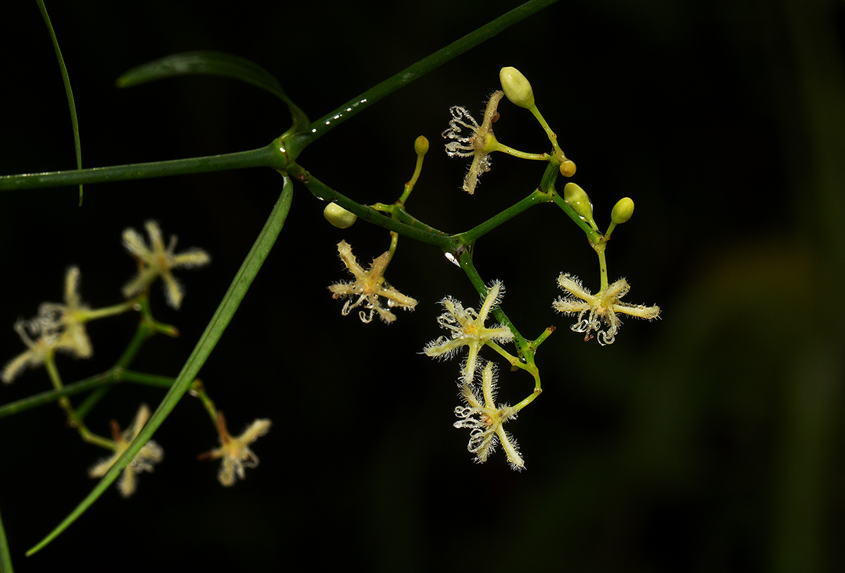 Periploca linearifolia
