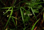 Periploca linearifolia