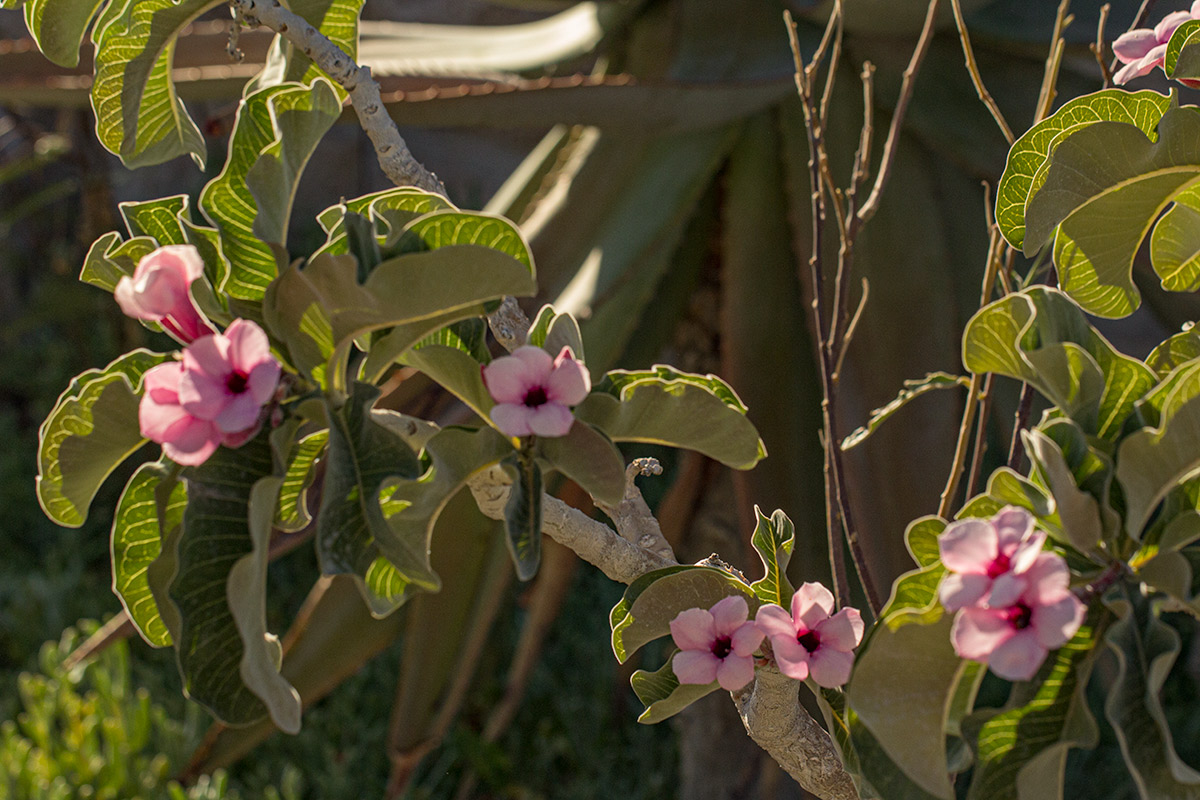 Adenium boehmianum Adenium boehmianum