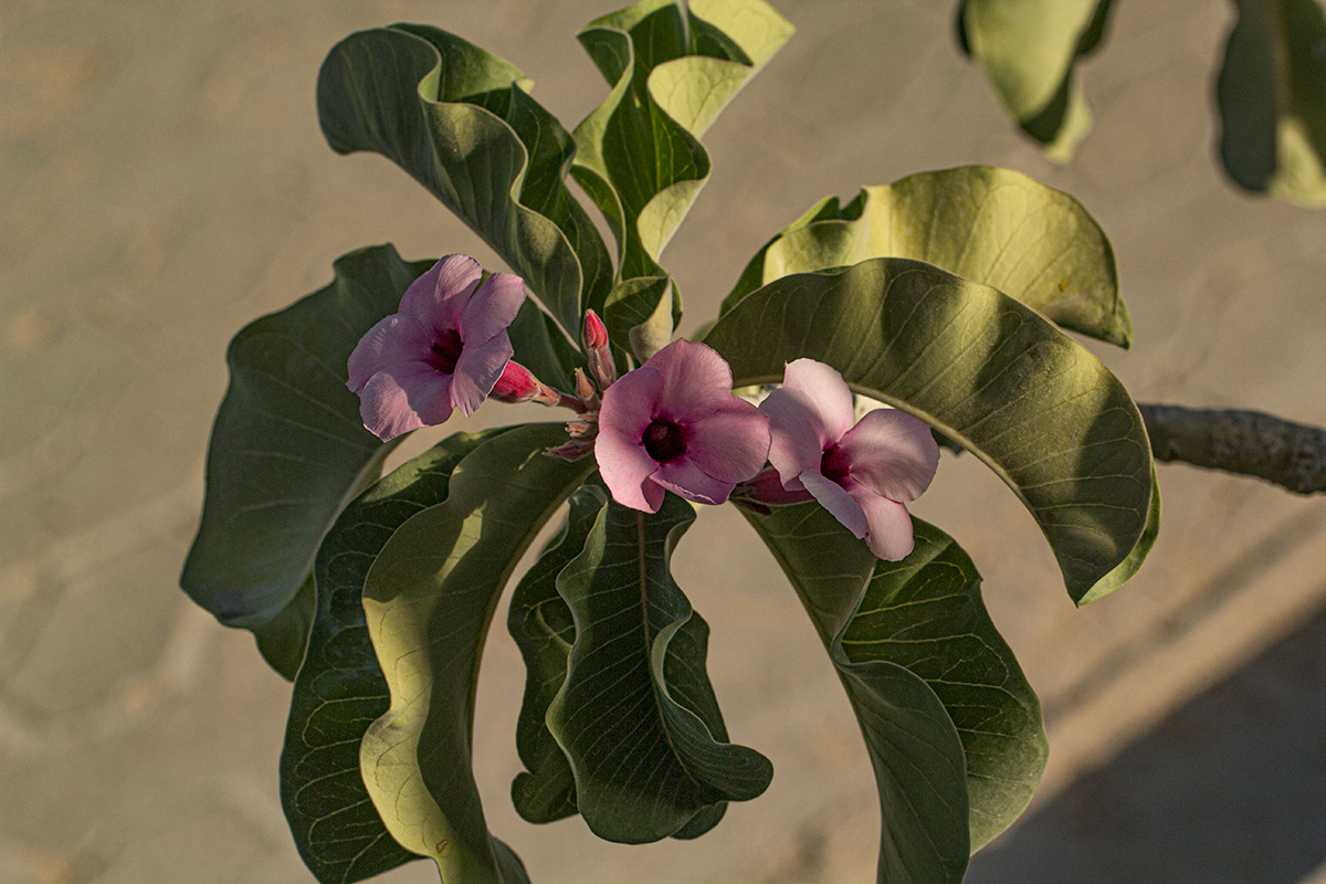 Adenium boehmianum Adenium boehmianum