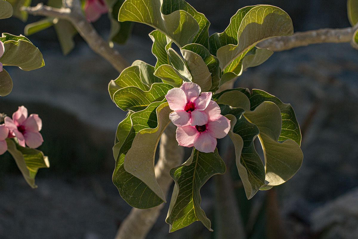 Adenium boehmianum Adenium boehmianum