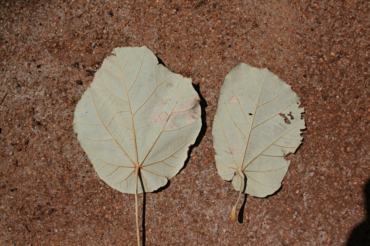 Pterospermum acerifolium