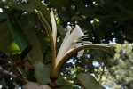 Pterospermum acerifolium