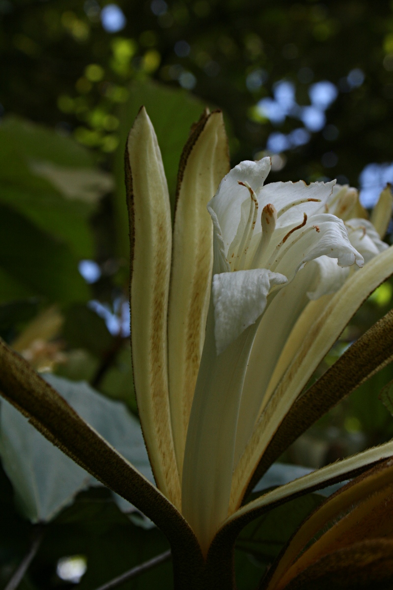 Pterospermum acerifolium Pterospermum acerifolium