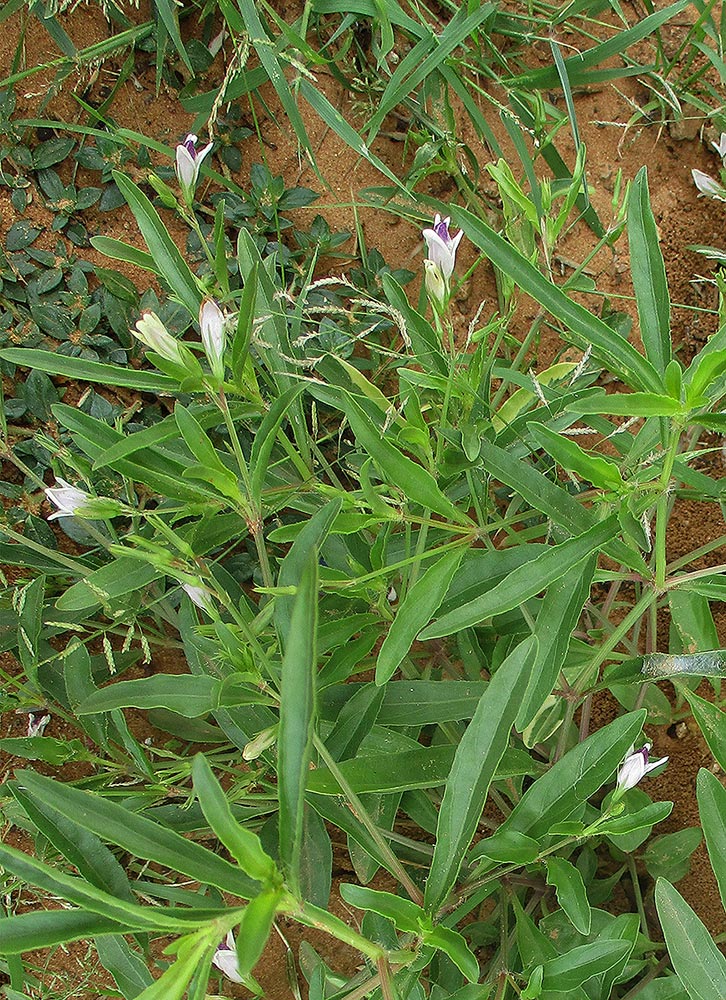 Asystasia retrocarpa