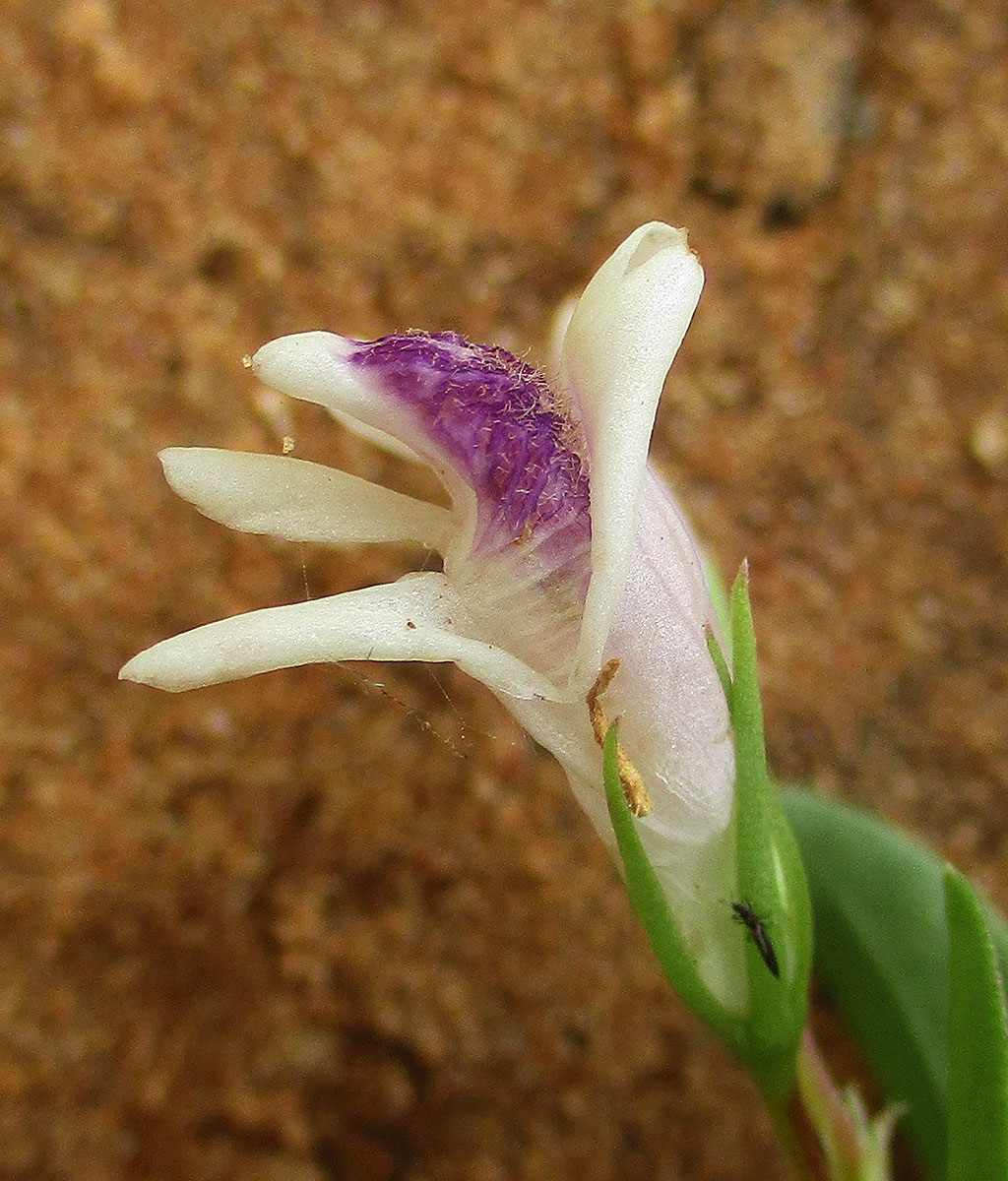 Asystasia retrocarpa