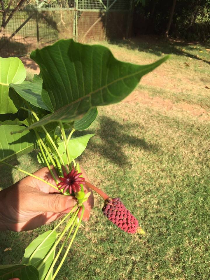 Hura crepitans Hura crepitans