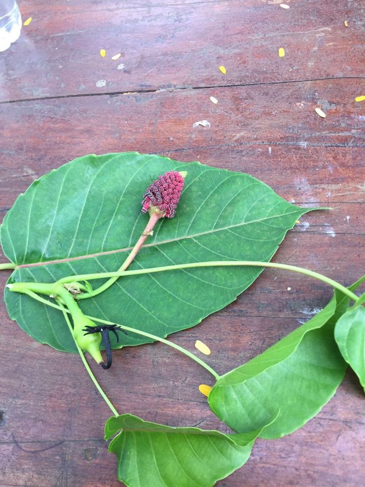 Hura crepitans Hura crepitans