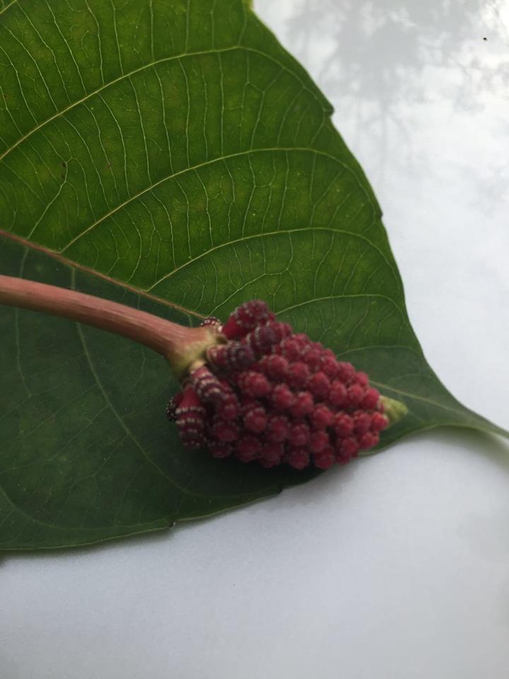 Hura crepitans Hura crepitans