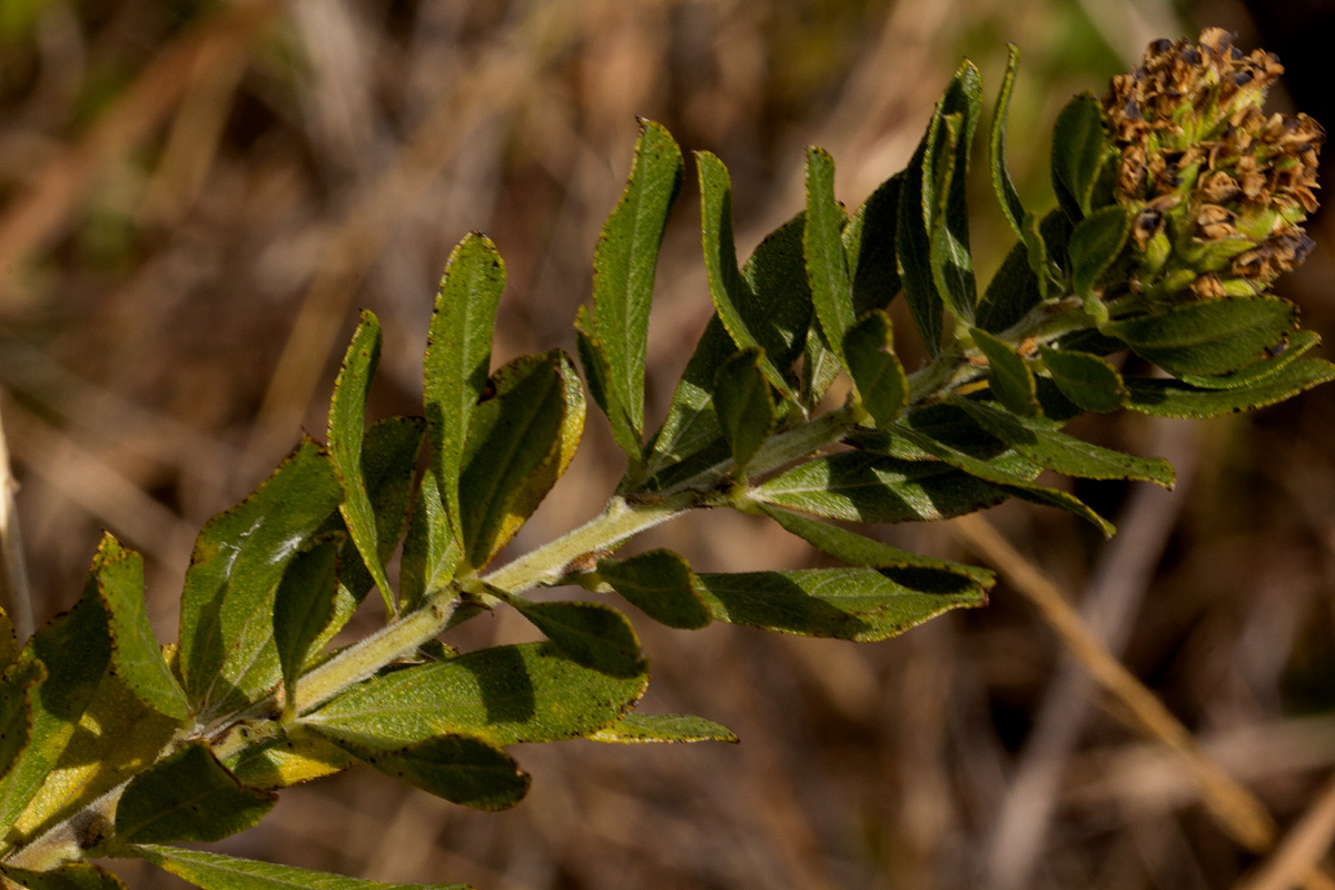 Otholobium foliosum subsp. foliosum