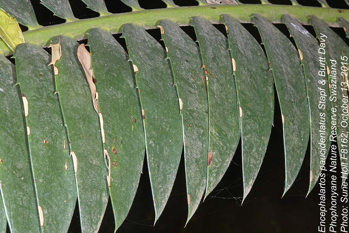 Encephalartos paucidentatus