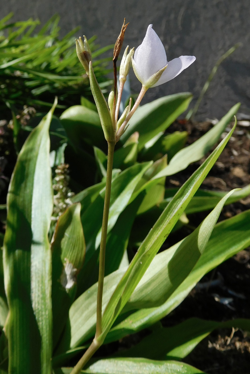 Anthericopsis sepalosa