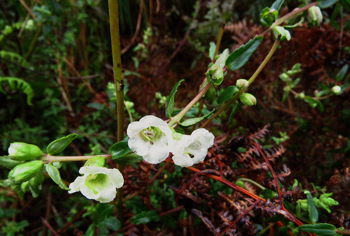 Hedbergia abyssinica