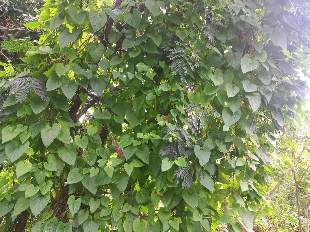 Pentarrhinum abyssinicum subsp. abyssinicum
