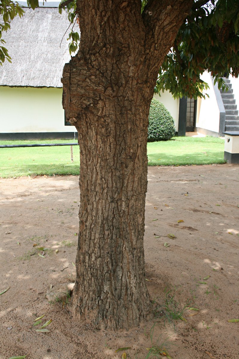 Quercus acutissima Quercus acutissima