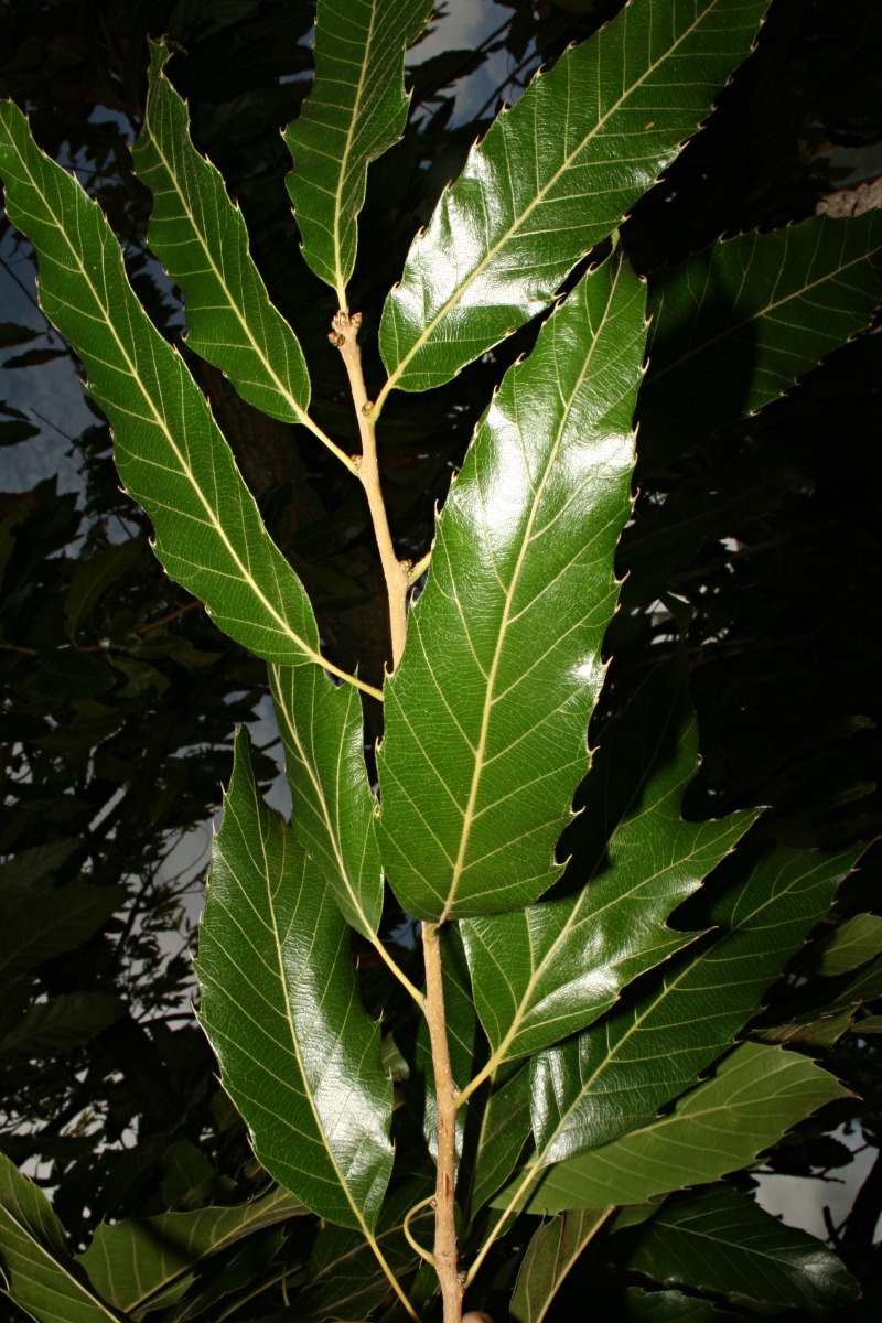 Quercus acutissima