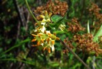 Riocreuxia chrysochroma