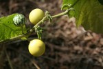 Solanum viarum
