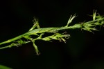 Carex chlorosaccus