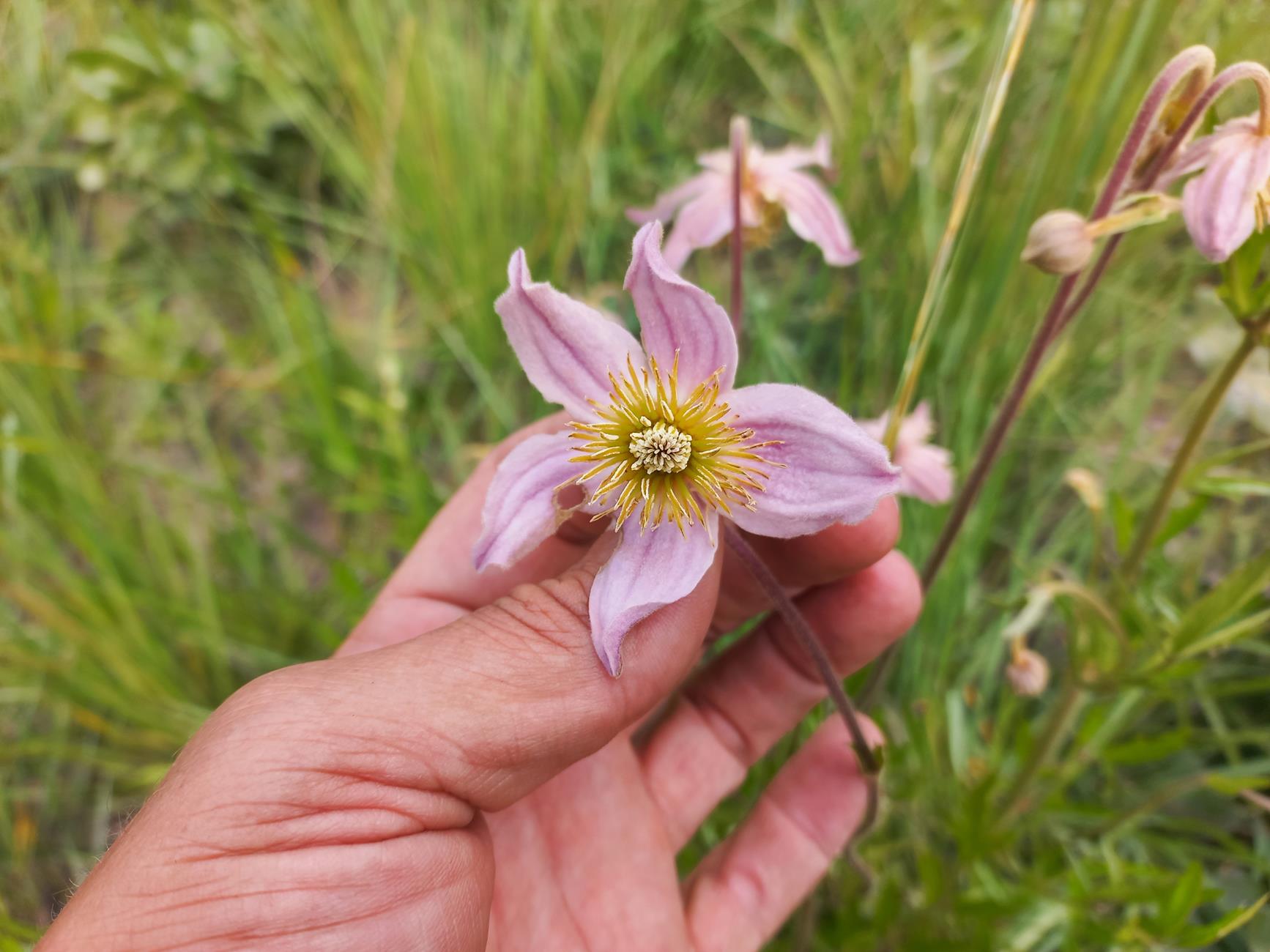 Clematis chrysocarpa subsp. bijuga Clematis chrysocarpa subsp. bijuga