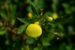 Calceolaria tripartita