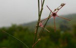 Ceropegia filifolia