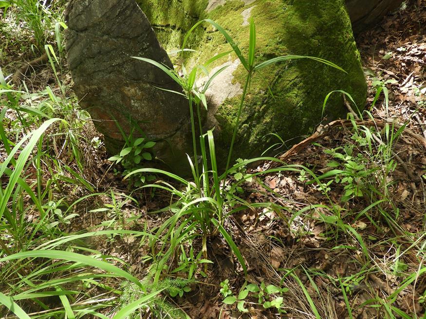 Cyperus renschii