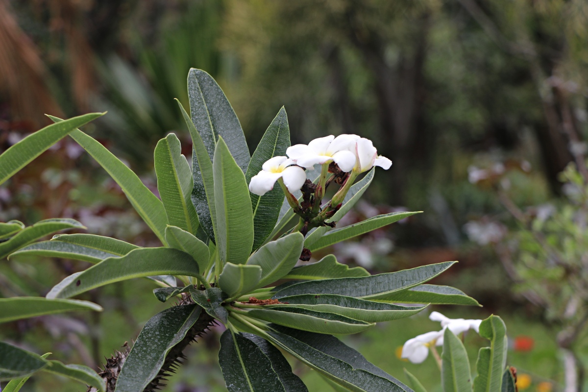 Pachypodium lamerei