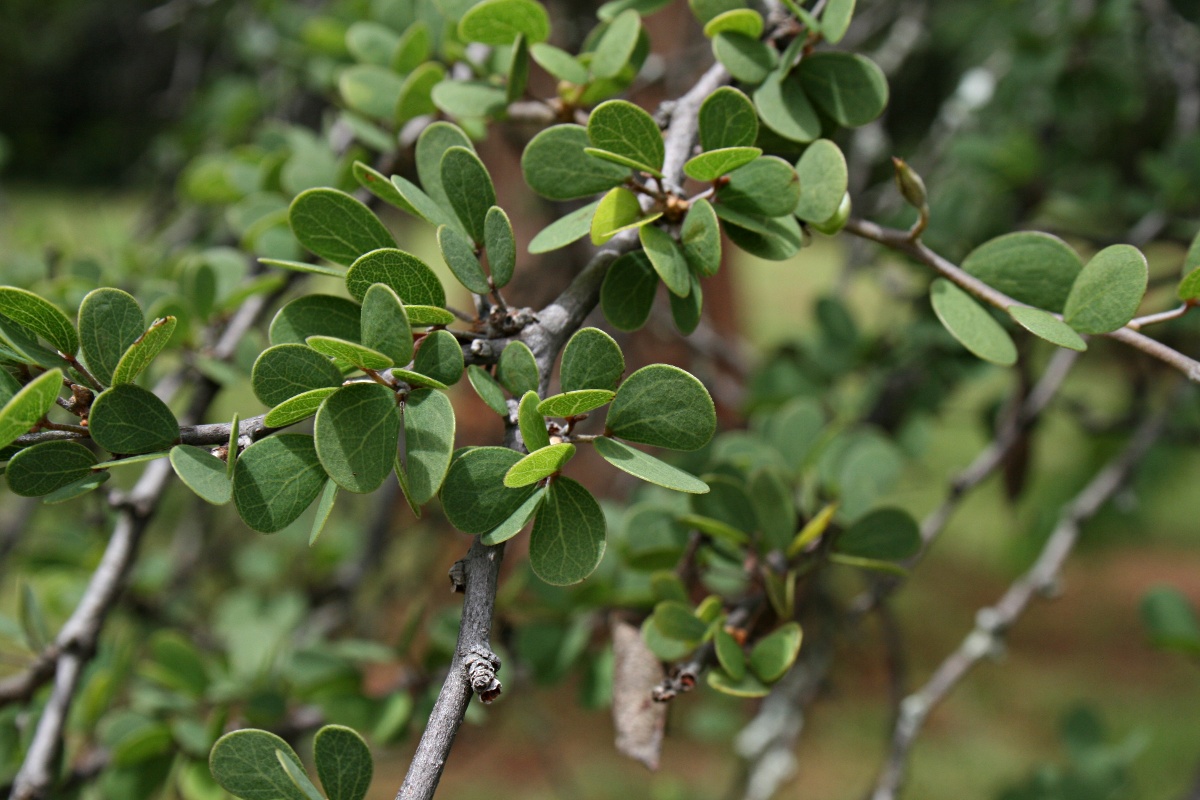 Bauhinia grandidieri Bauhinia grandidieri
