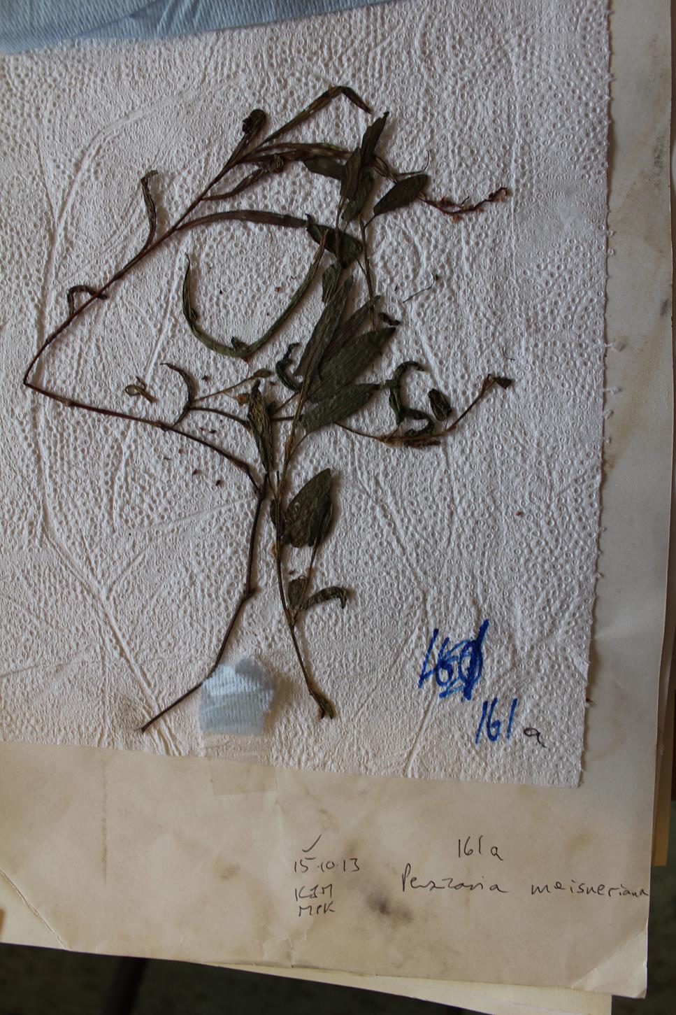 Persicaria meisneriana var. beyrichiana