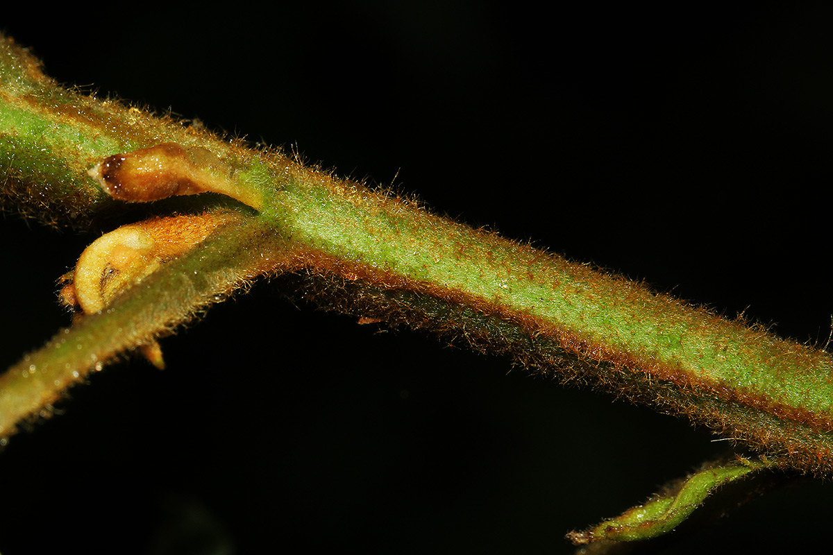 Croton triqueter