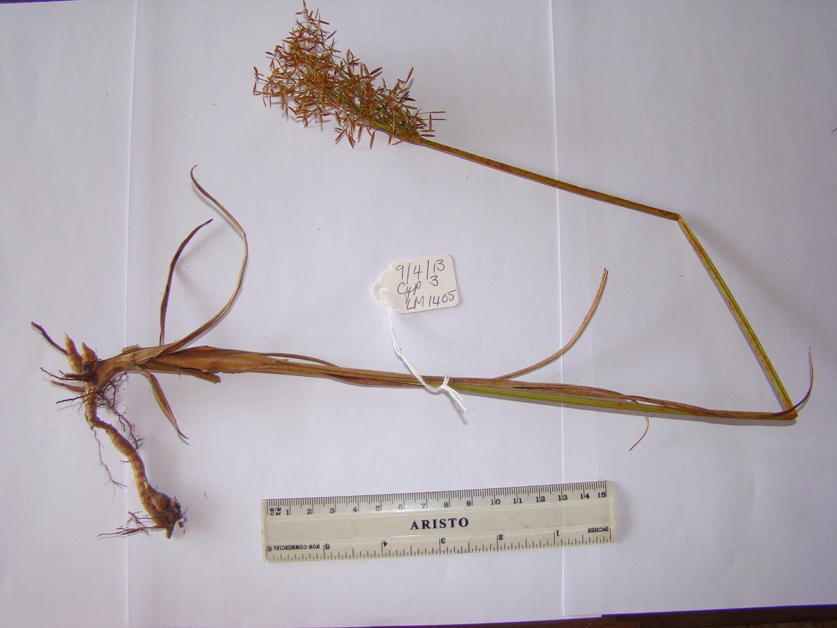 Cyperus aureo-brunneus