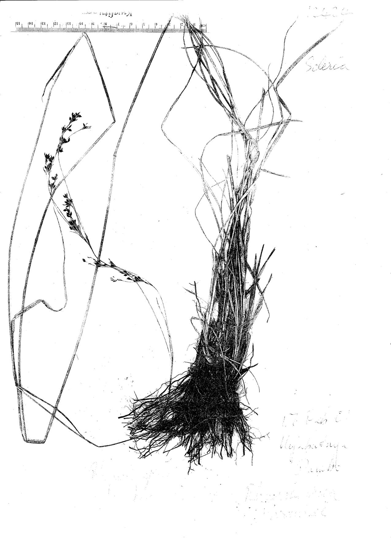 Rhynchospora brownii