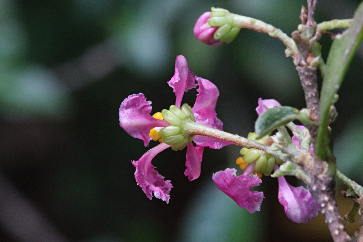 Malpighia emarginata Malpighia emarginata