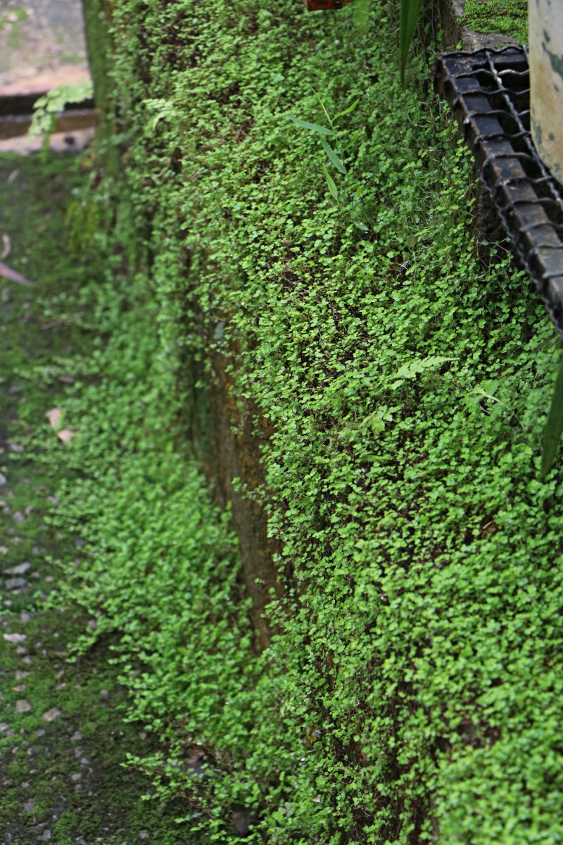 Soleirolia soleirolii