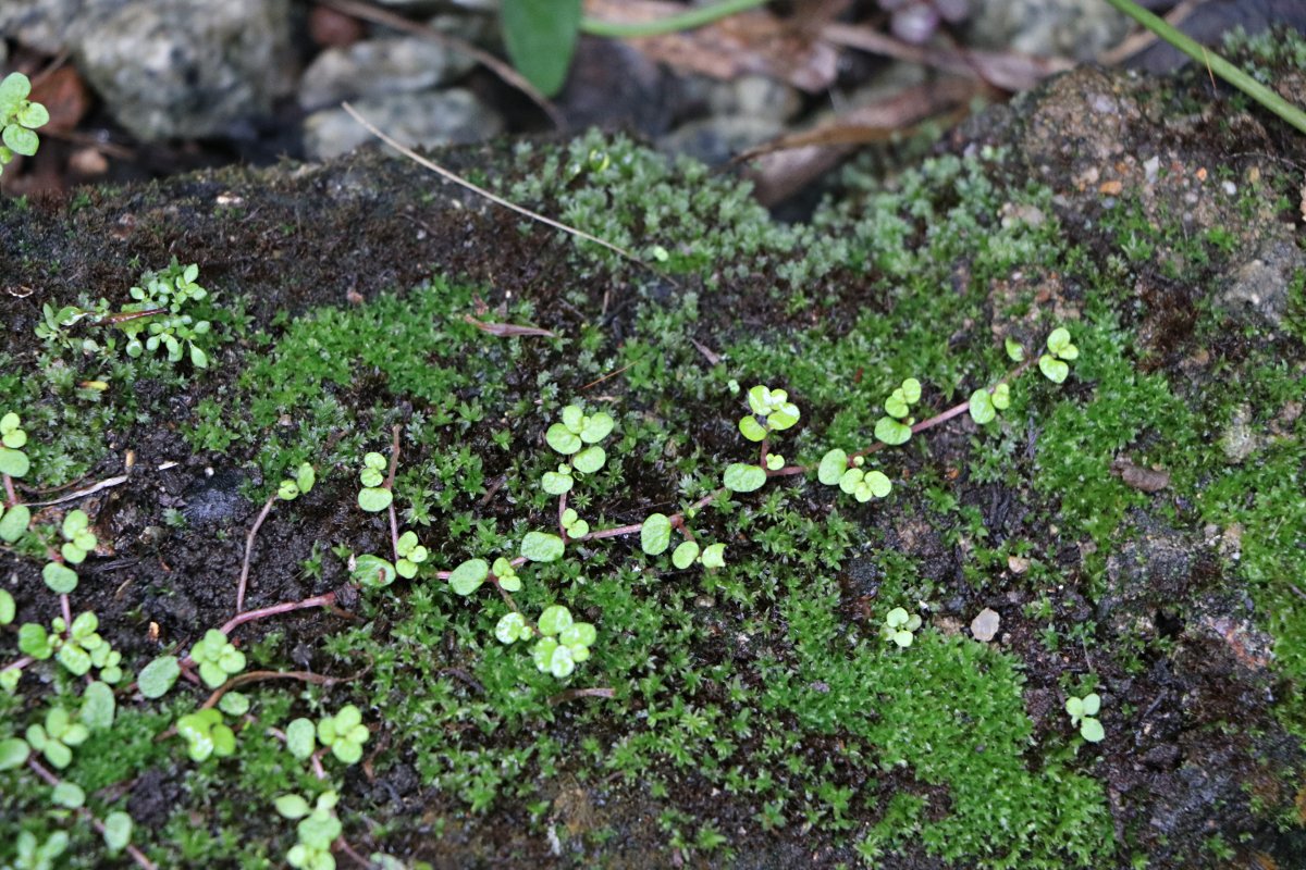 Soleirolia soleirolii