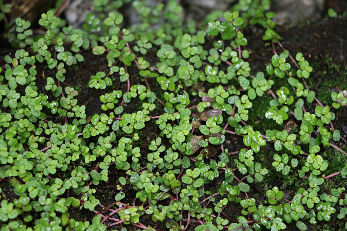 Soleirolia soleirolii
