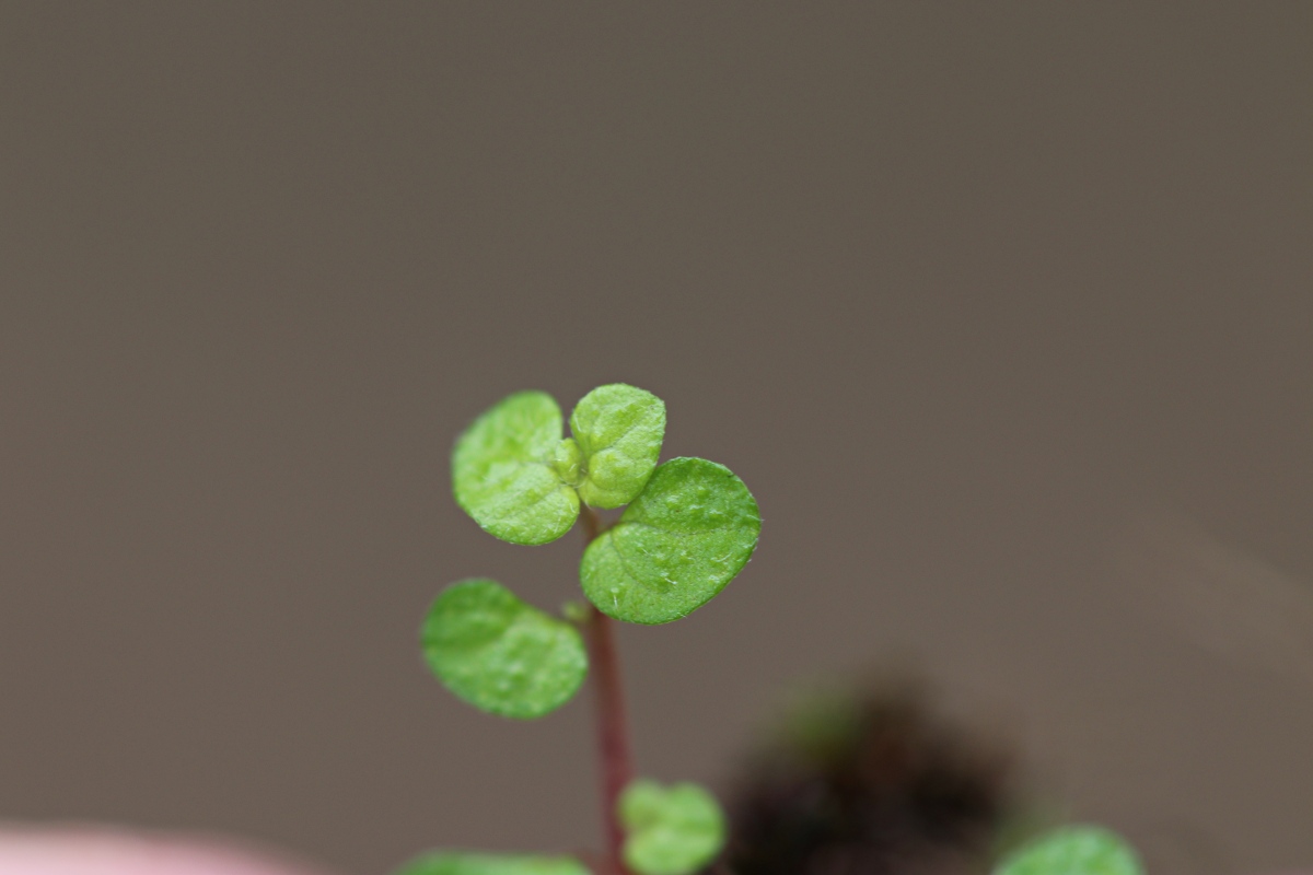 Soleirolia soleirolii